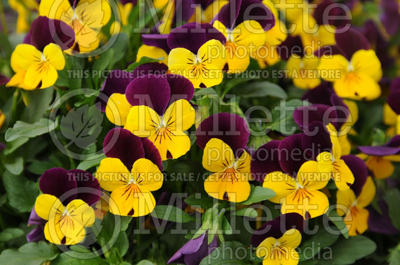 Viola Popsicles Purple Yellow (Violet) 1 