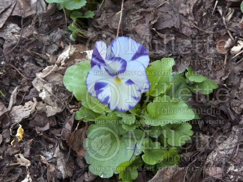 Viola Rebecca (Pansy) 3 