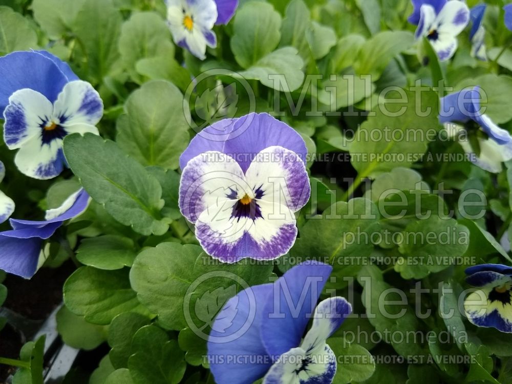 Viola cornuta Sorbet XP Delft Blue (Pansy Viola) 2