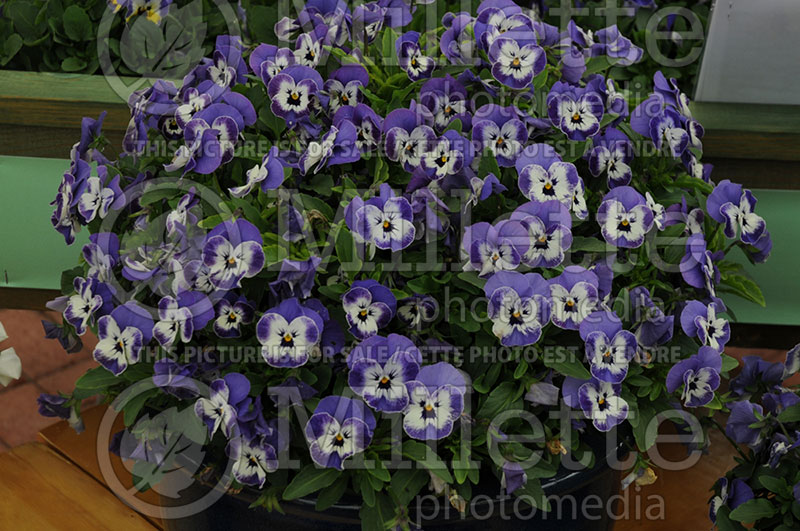 Viola Sorbet XP Delft Blue (Pansy Viola) 1