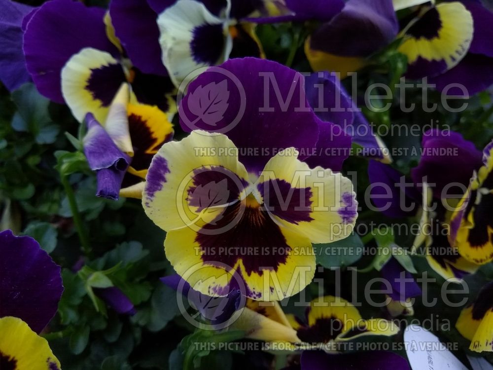 Viola Yellow Purple Wing (Pansy Viola) 1