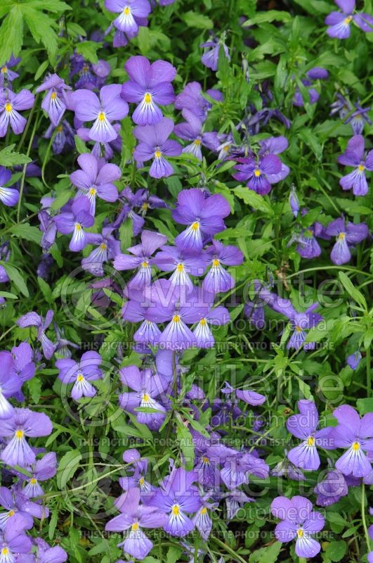 Viola corsica (Corsican Violet) 1