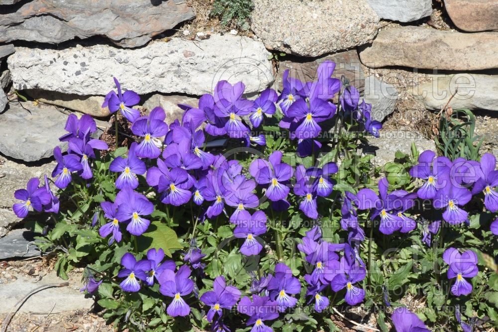 Viola corsica (Corsican Violet) 3