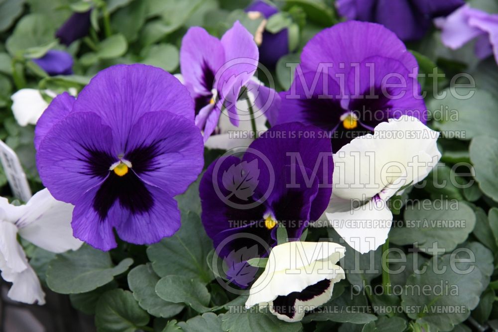 Viola Dynamite Waterfall Mix (Violet pansy) 1