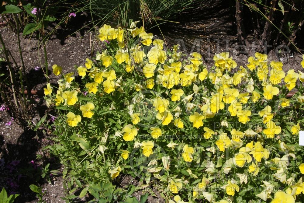 Viola Harvest Moon (Pansy) 1 