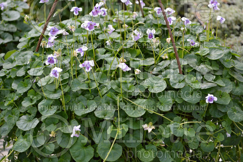 Viola hederacea (Native Violet) 1