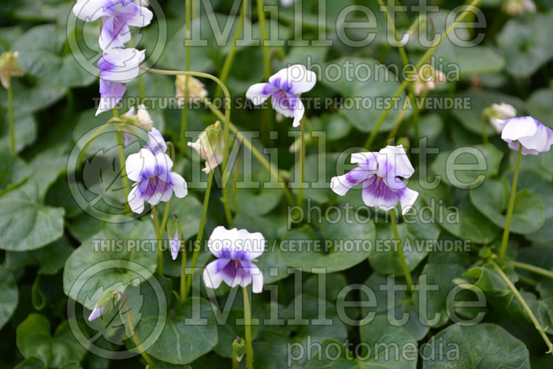 Viola hederacea (Native Violet) 2