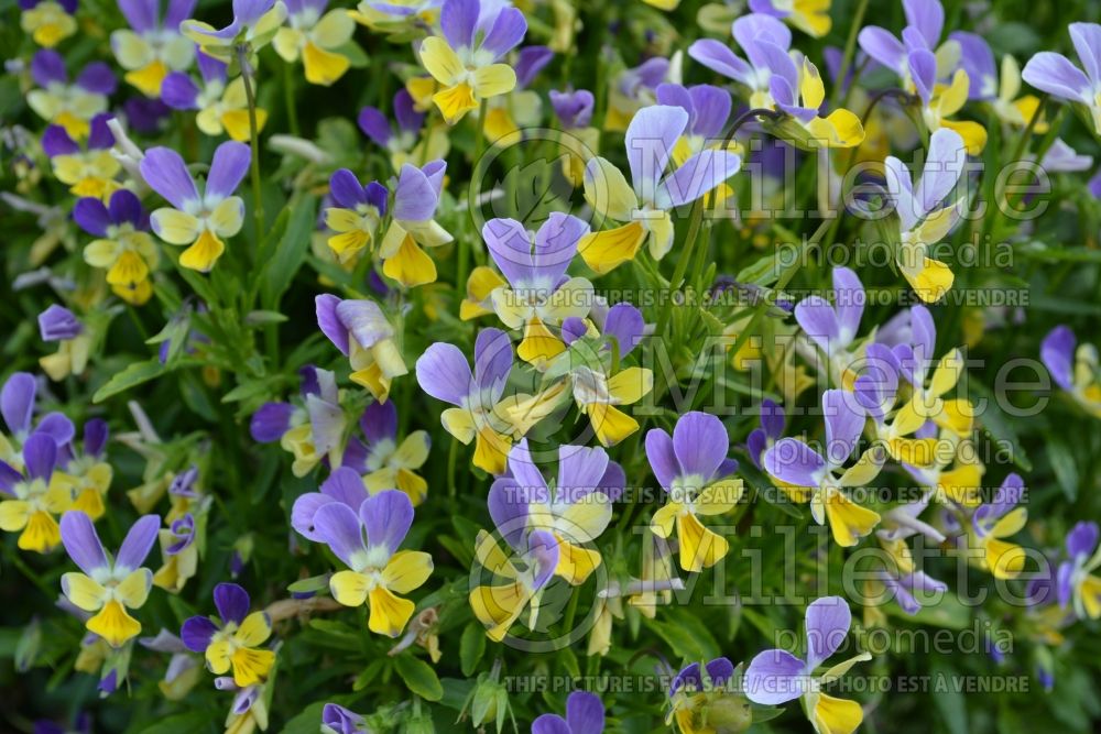 Viola Hip Hop Bluebunny (Canadian white violet) 1 