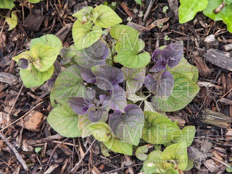 Viola labradorica (Violet) 3 