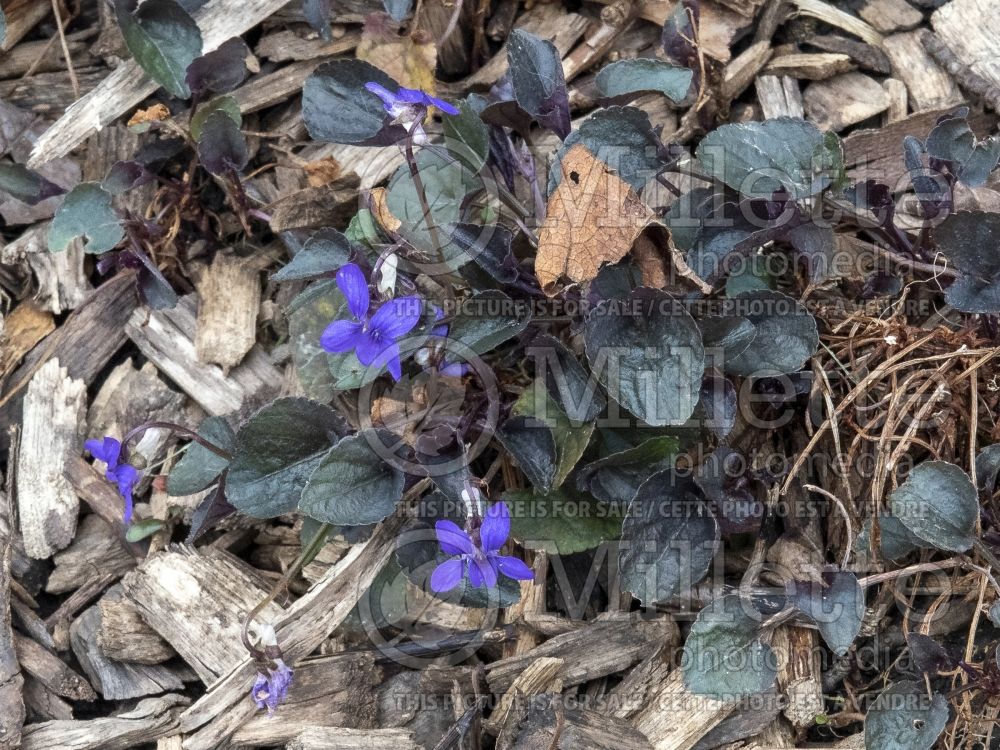 Viola labradorica (Violet) 5 