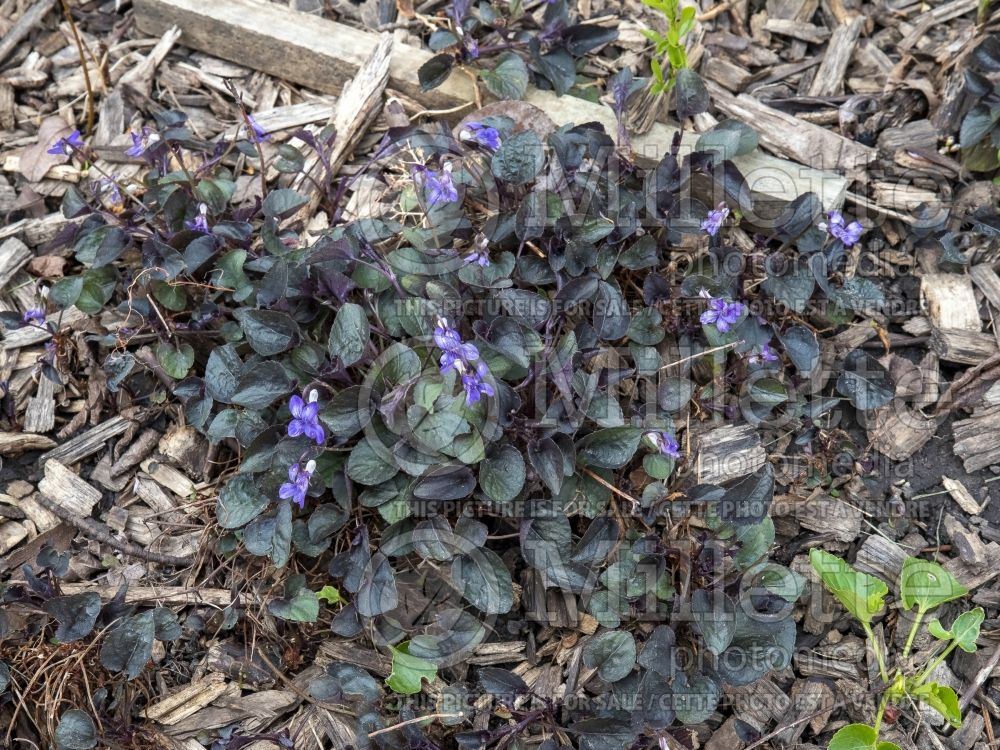 Viola labradorica (Violet) 6 