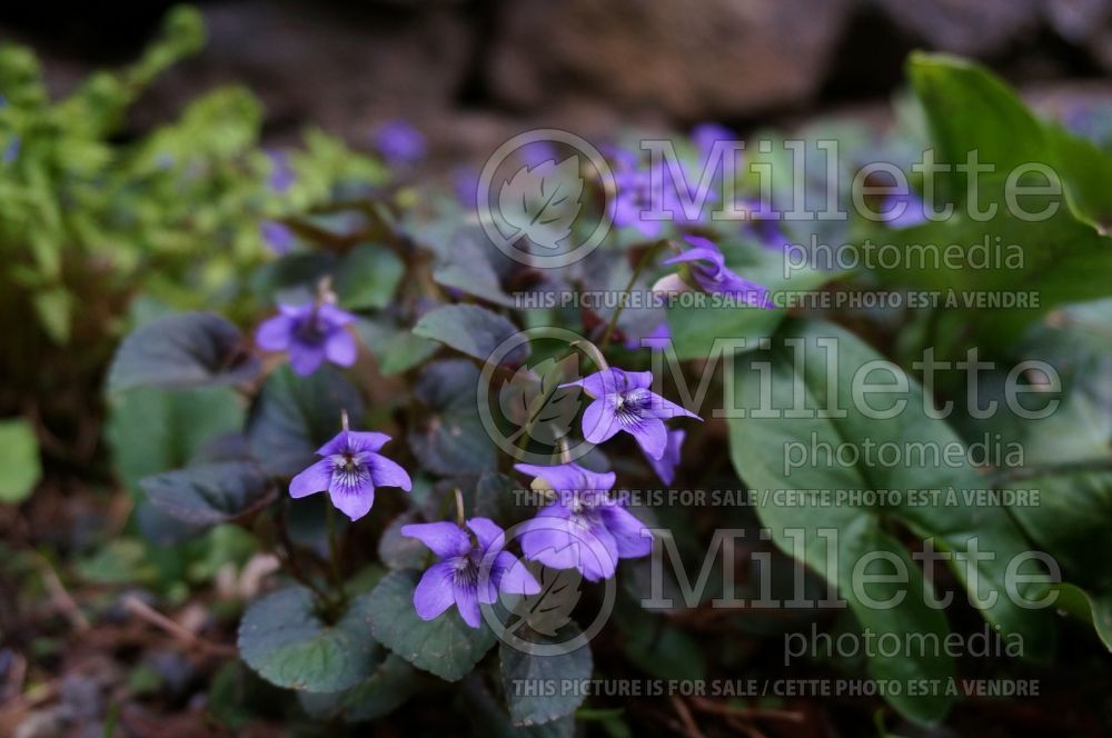 Viola labradorica (Violet) 4 