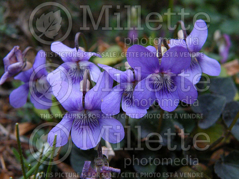 Viola Purpurea (Violet) 1 