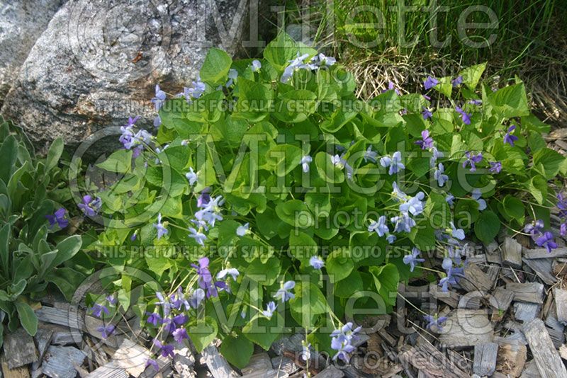 Viola odorata (Viola)  2