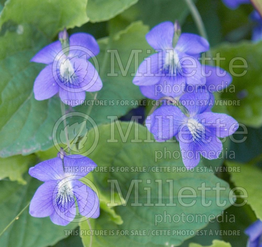 Viola papilionacea (Common blue violet) 1