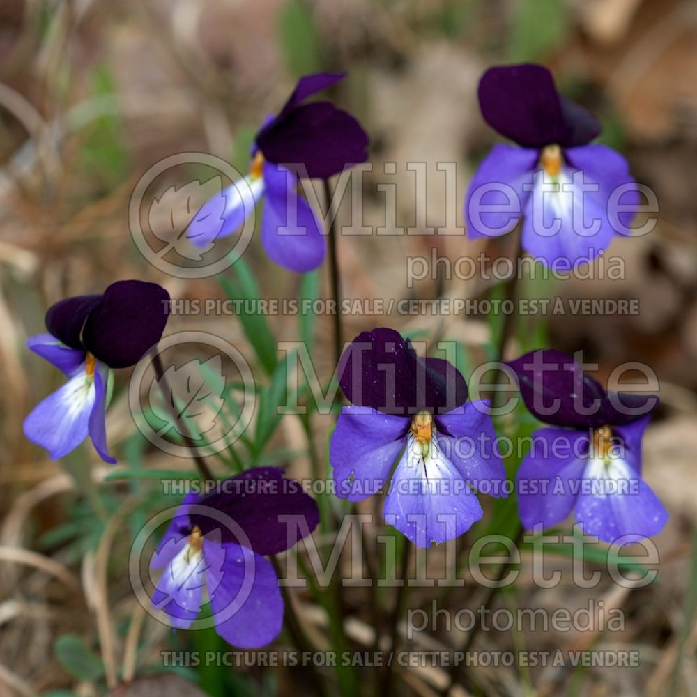 Viola pedata (bird's foot violet) 2 