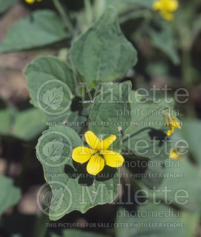 Viola pensylvanica (Pansy) 1