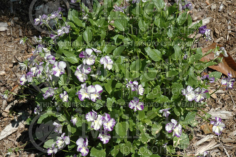 Viola Rebecca (Pansy) 2 