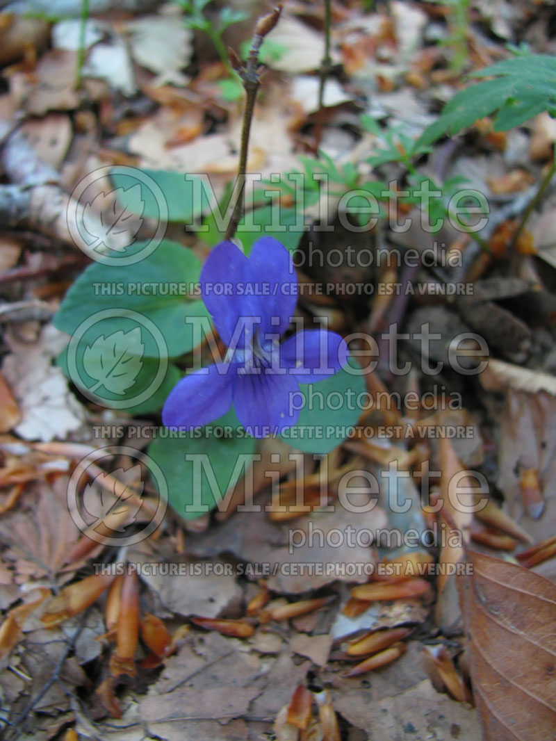 Viola riviniana (Common dog-violet) 1