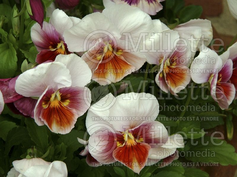 Viola Sorbet Antique Shades (Canadian white violet) 1 