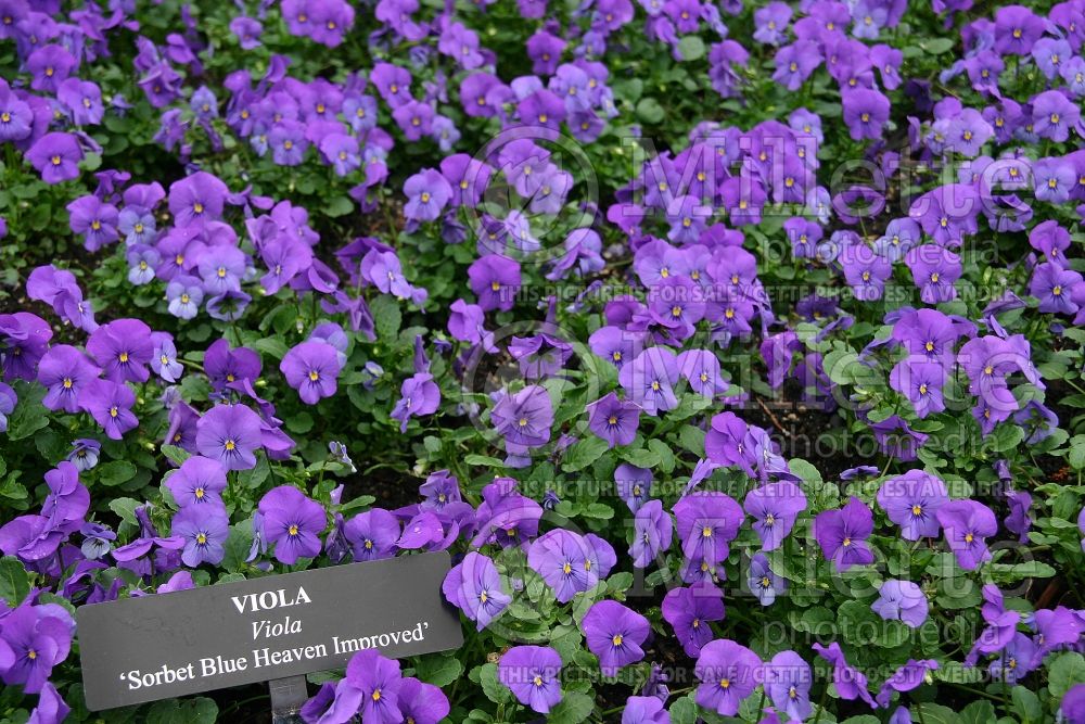 Viola Sorbet Blue Heaven (bird's foot violet) 1 