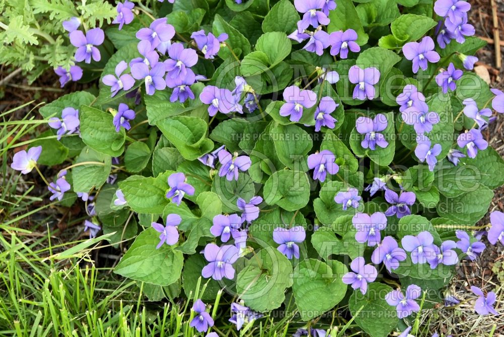 Viola sororia (Woolly Violet pansy) 5