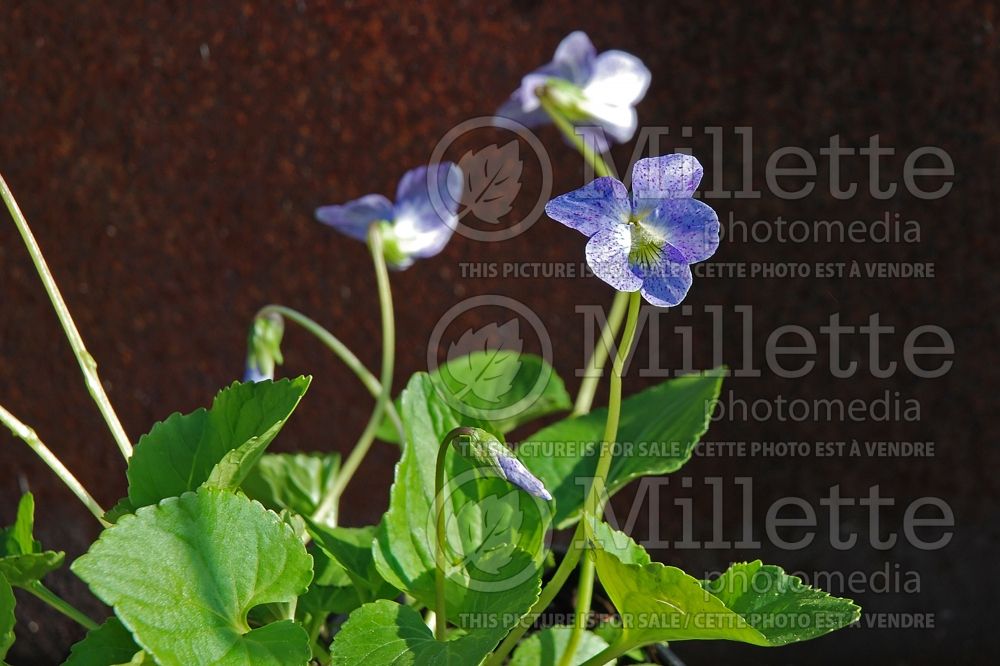 Viola Dark Freckels (Woolly Violet) 1