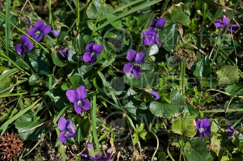 Viola sororia (Woolly Violet pansy) 1