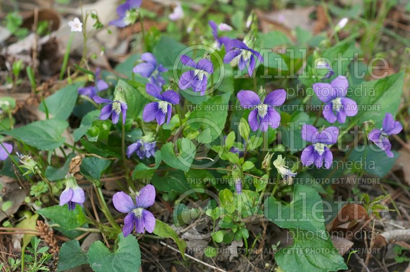 Viola sororia (Woolly Violet pansy) 2