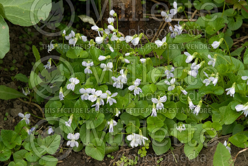 Viola Freckles (Woolly Violet) 3