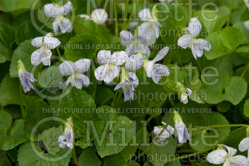 Viola Freckles (Woolly Violet) 2