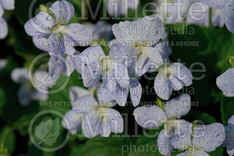 Viola Freckles (Woolly Violet) 1 