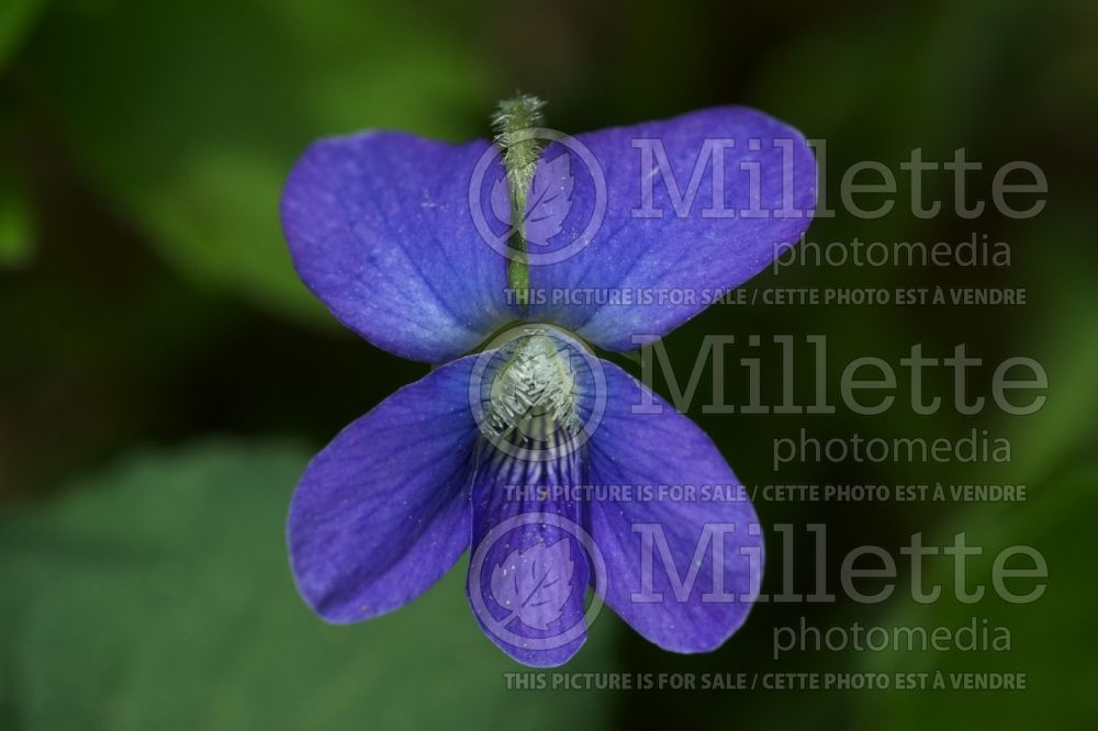 Viola sororia (Woolly Violet pansy) 3