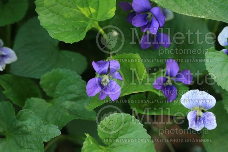 Viola sororia (Woolly Violet pansy) 4