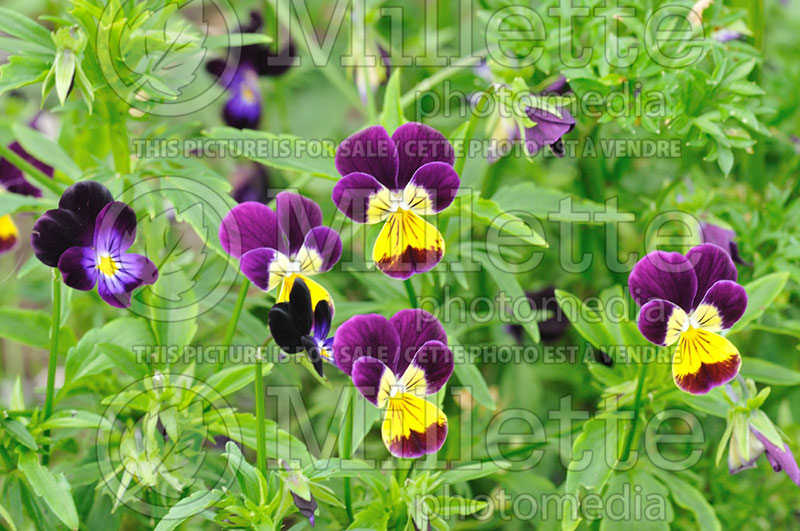 Viola tricolor (Violet pansy) 1 