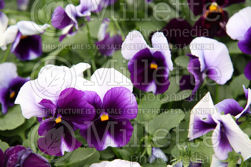 Viola Ultima Beacon Blue (Pansy) 1 