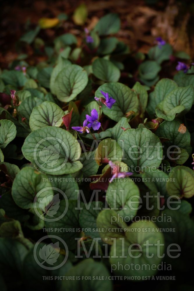 Viola Silver Gem (Prostrate blue violet) 2 