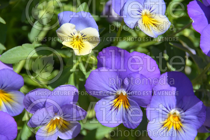 Viola Anytime Iris Pansiola (violet) 2 