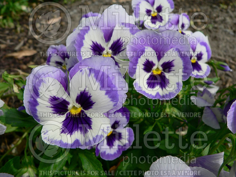 Viola Mariposa Marina (Pansy) 1 