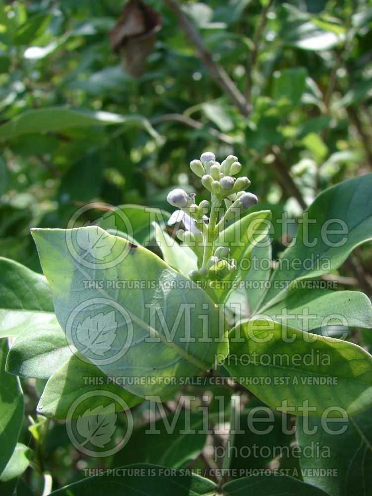 Vitex trifolia (simpleleaf chastetree) 2 