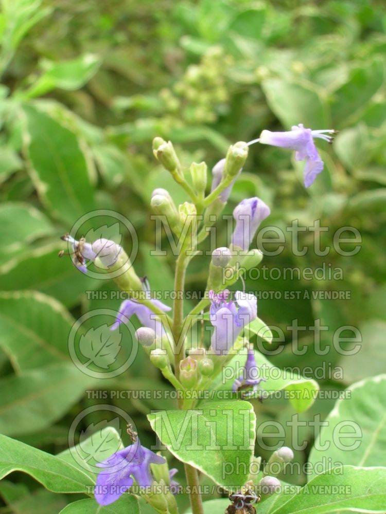 Vitex trifolia (simpleleaf chastetree) 3 