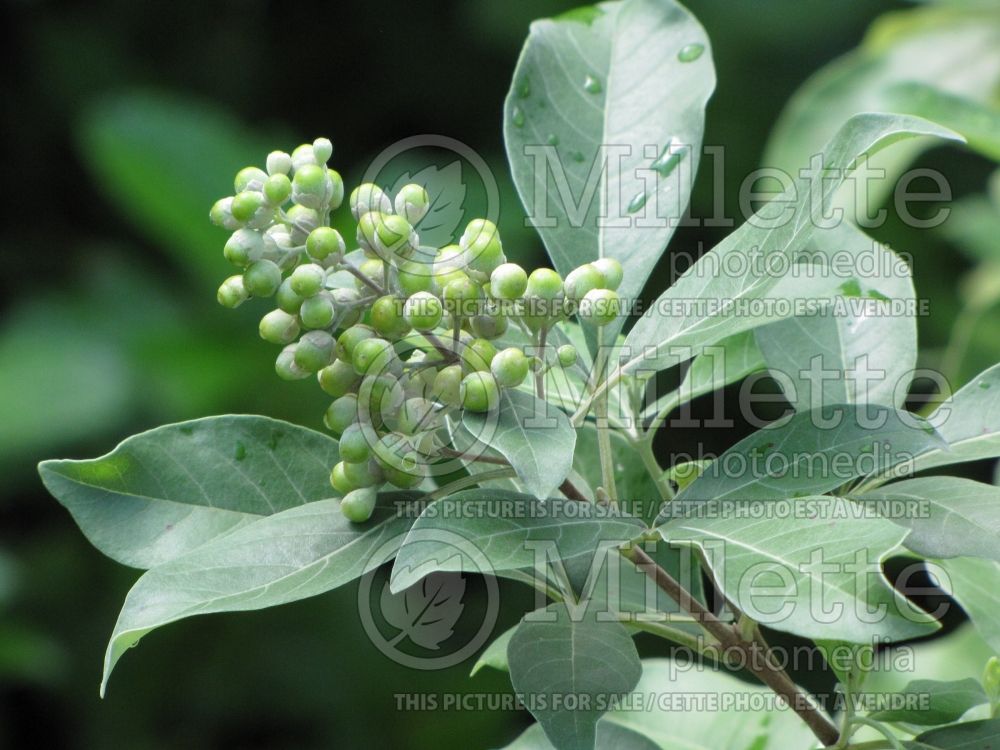 Vitex trifolia (simpleleaf chastetree) 1 