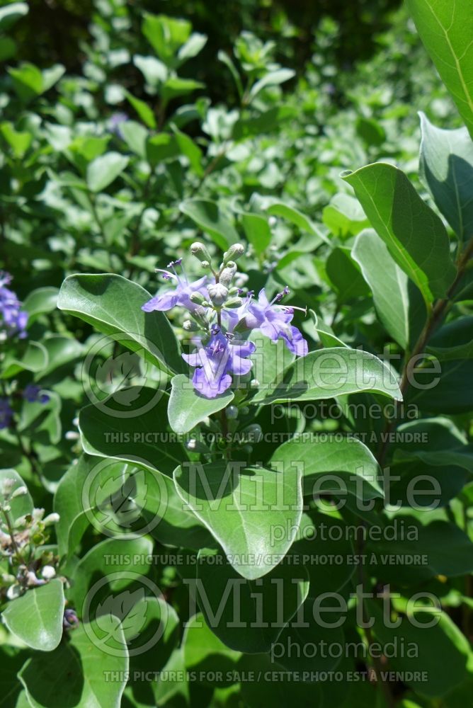 Vitex trifolia (simpleleaf chastetree) 5 