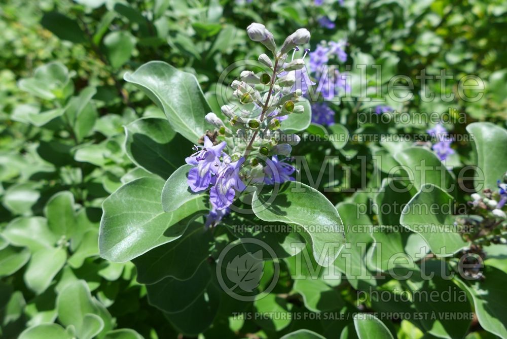 Vitex trifolia (simpleleaf chastetree) 4 