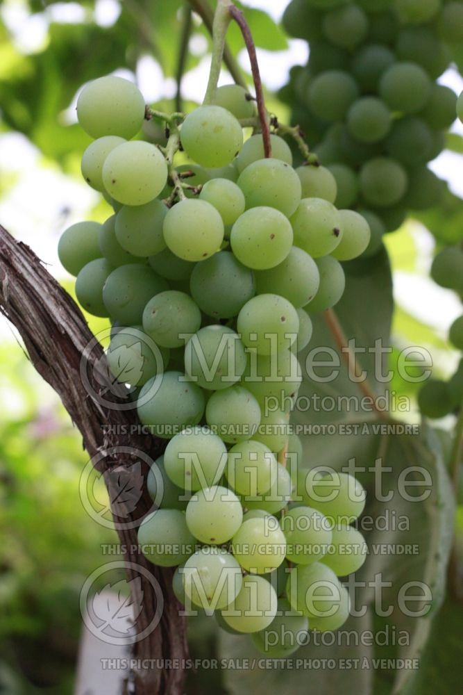 Vitis Swenson White (riverbank grape) 1