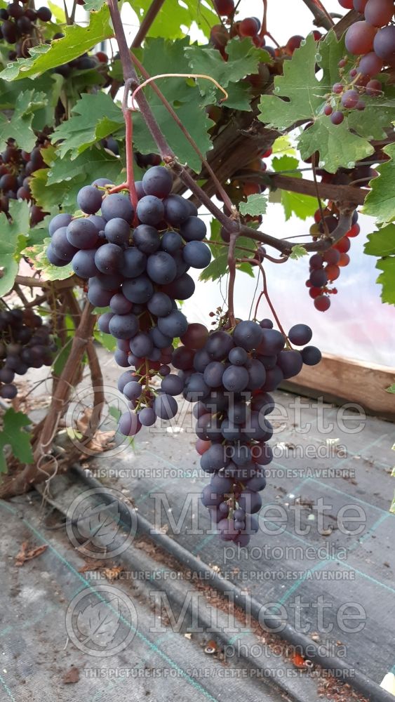 Vitis Kosmonavt (grapevine grape vine) 1