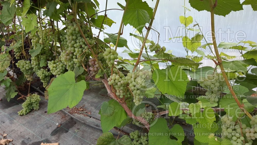 Vitis Reliance (grapevine grape vine) 1