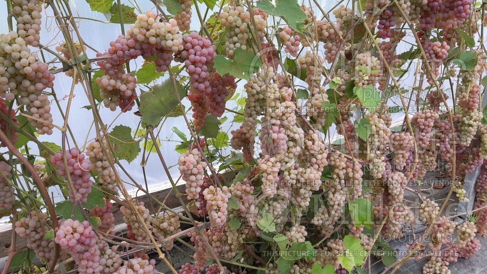 Vitis Somerset (grapevine grape vine) 4