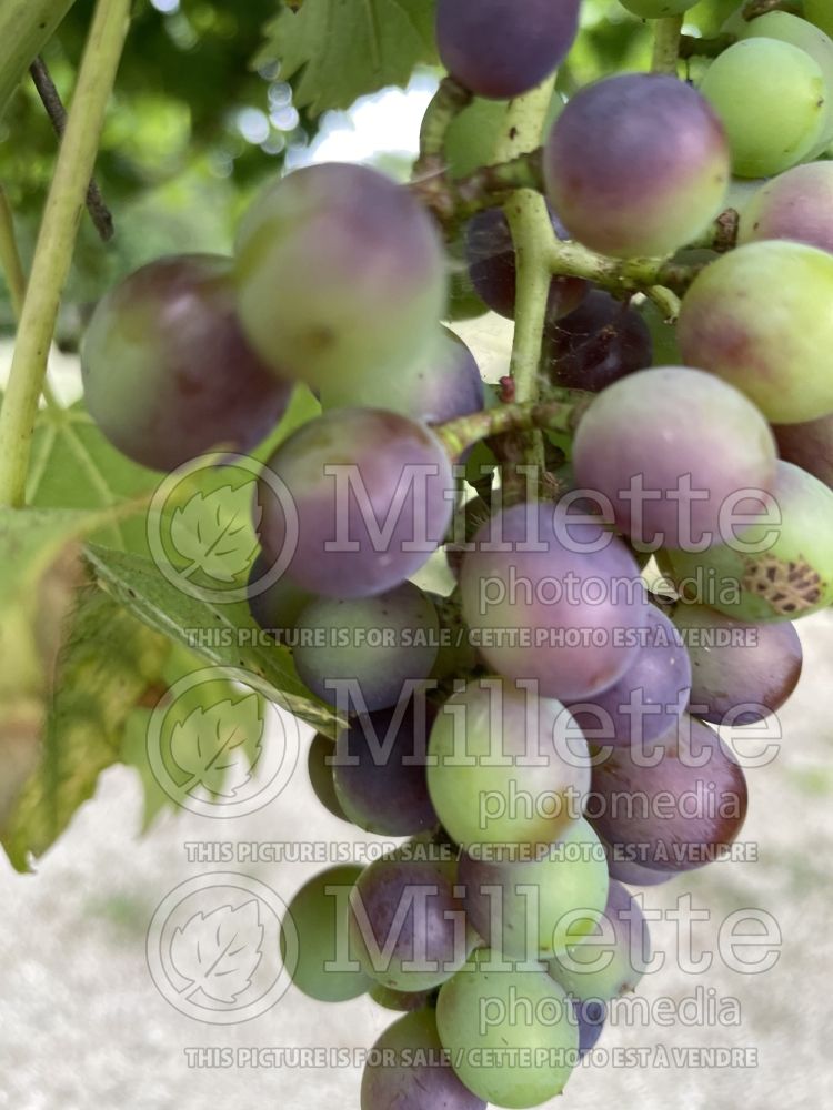 Vitis Muscat Bleu Garnier (grapevine grape vine) 1