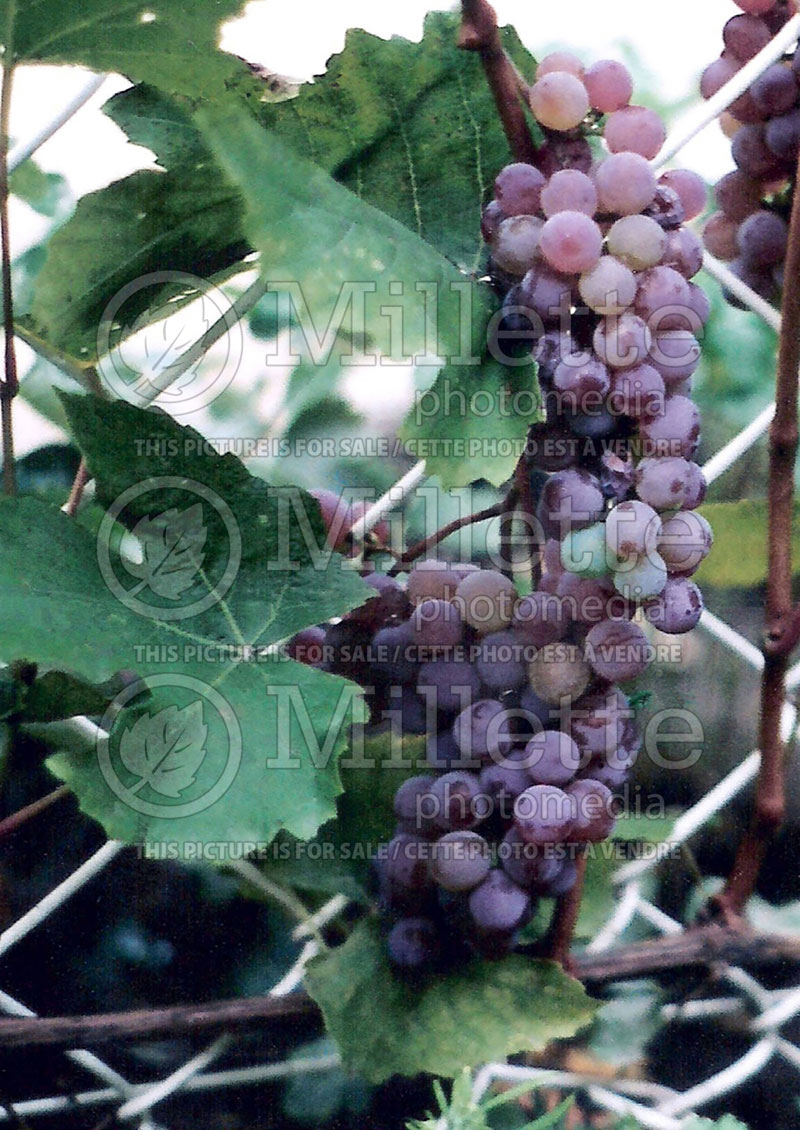 Vitis Canadice (Grape grapevine) 1 